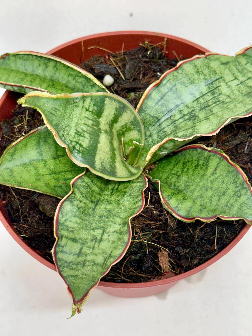 Snake Plant 'Silver Blue' 4" Plant 4" Pot Austin Jungle Co.