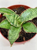 Snake Plant 'Silver Blue' 4" Plant 4" Pot Austin Jungle Co.