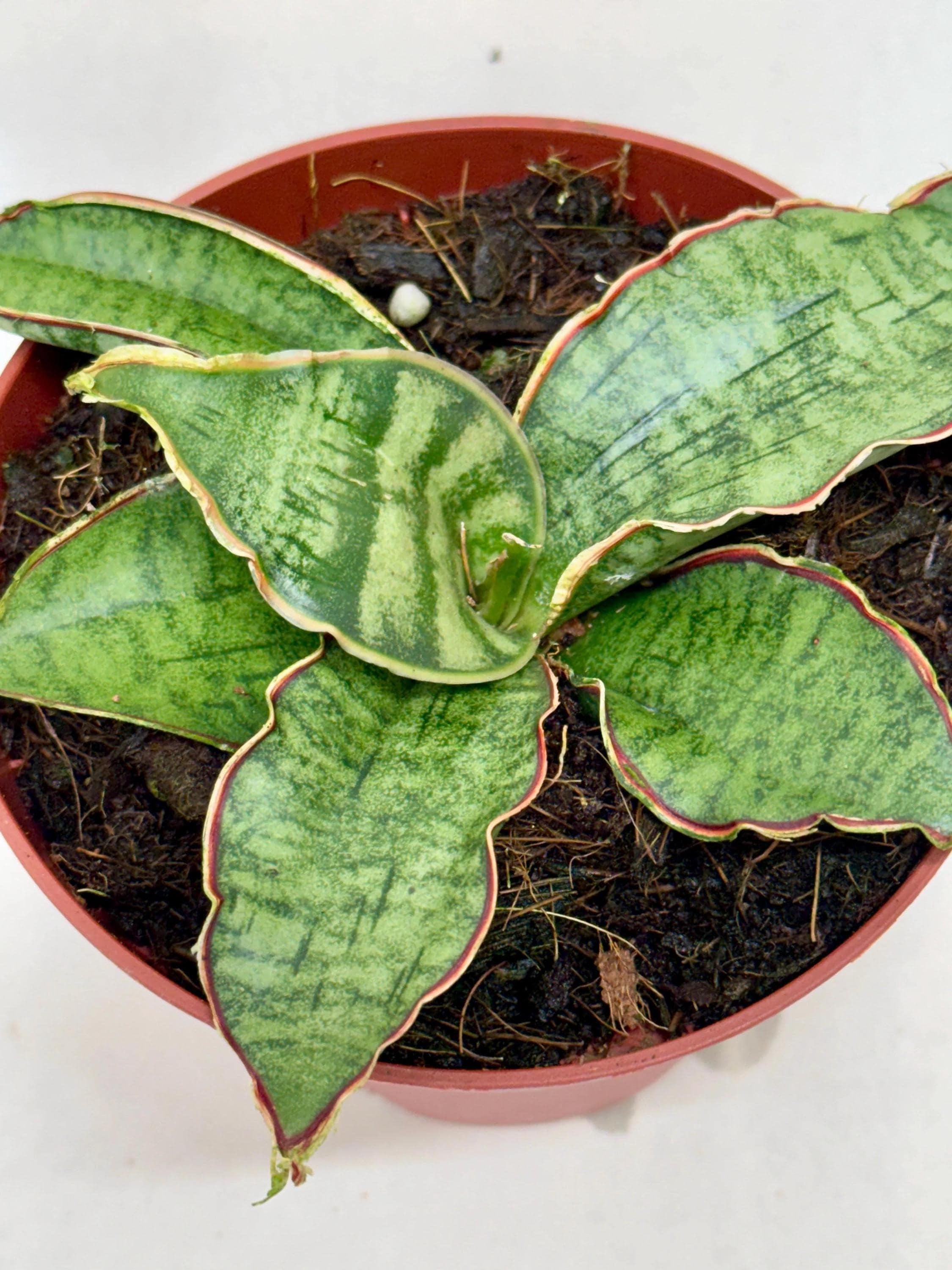 Snake Plant 'Silver Blue' 4" Plant 4" Pot Austin Jungle Co.