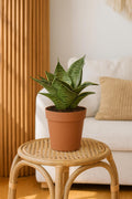 Snake Plant Starlight Indoor Plants 3" Pot Austin Jungle Co.