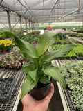 Spathiphyllum 'Platinum Mist' Default 4" Pot Austin Jungle Co.