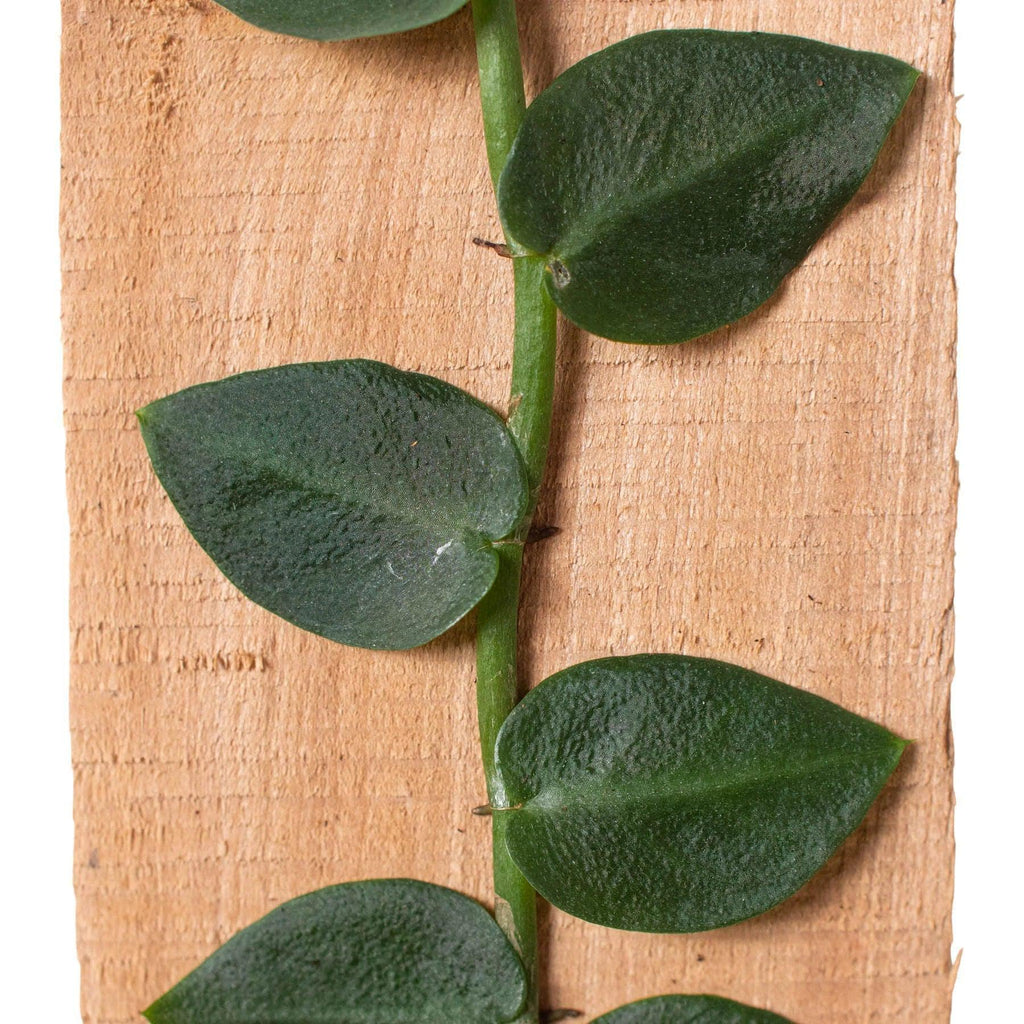 Rhaphidophora 'Hayi' (Shingle Plant) Indoor Plants 4" Pot Austin Jungle Co.