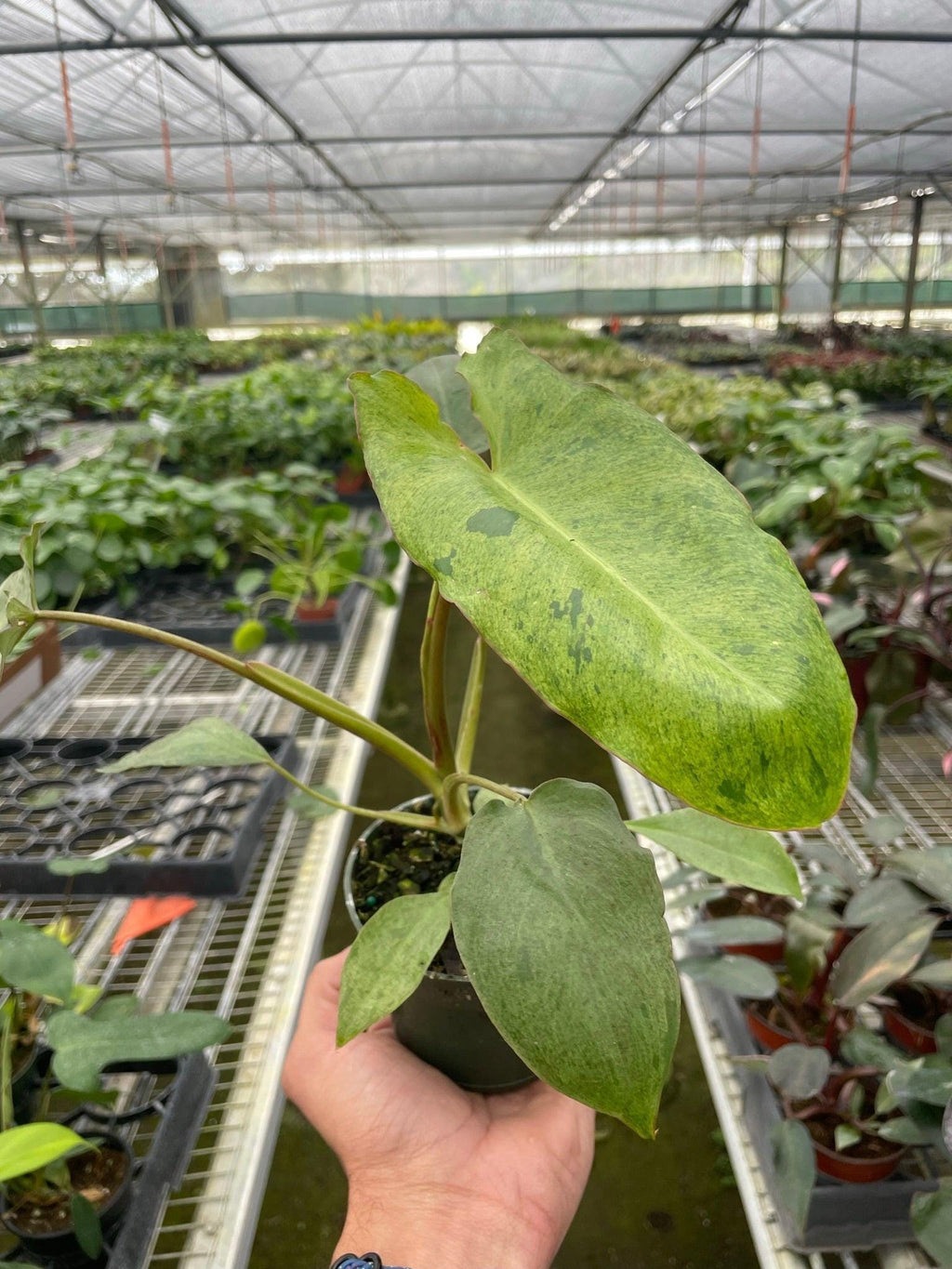 Philodendron 'Paraiso Verde' Indoor Plants 4" Pot Austin Jungle Co.