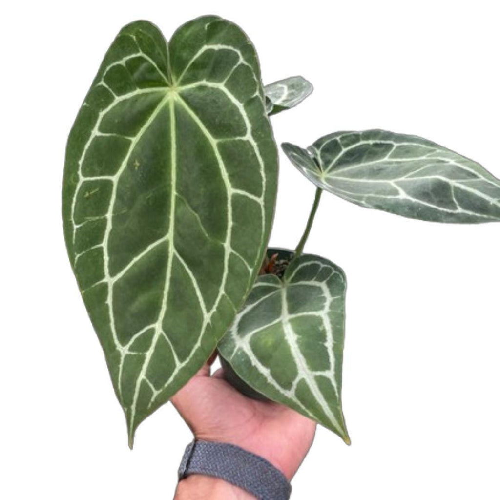 Anthurium Crystallinum Indoor Plants 2" Pot Austin Jungle Co.