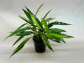 Pothos 'Silver Streak Variegated' 6" Pot Austin Jungle Co.