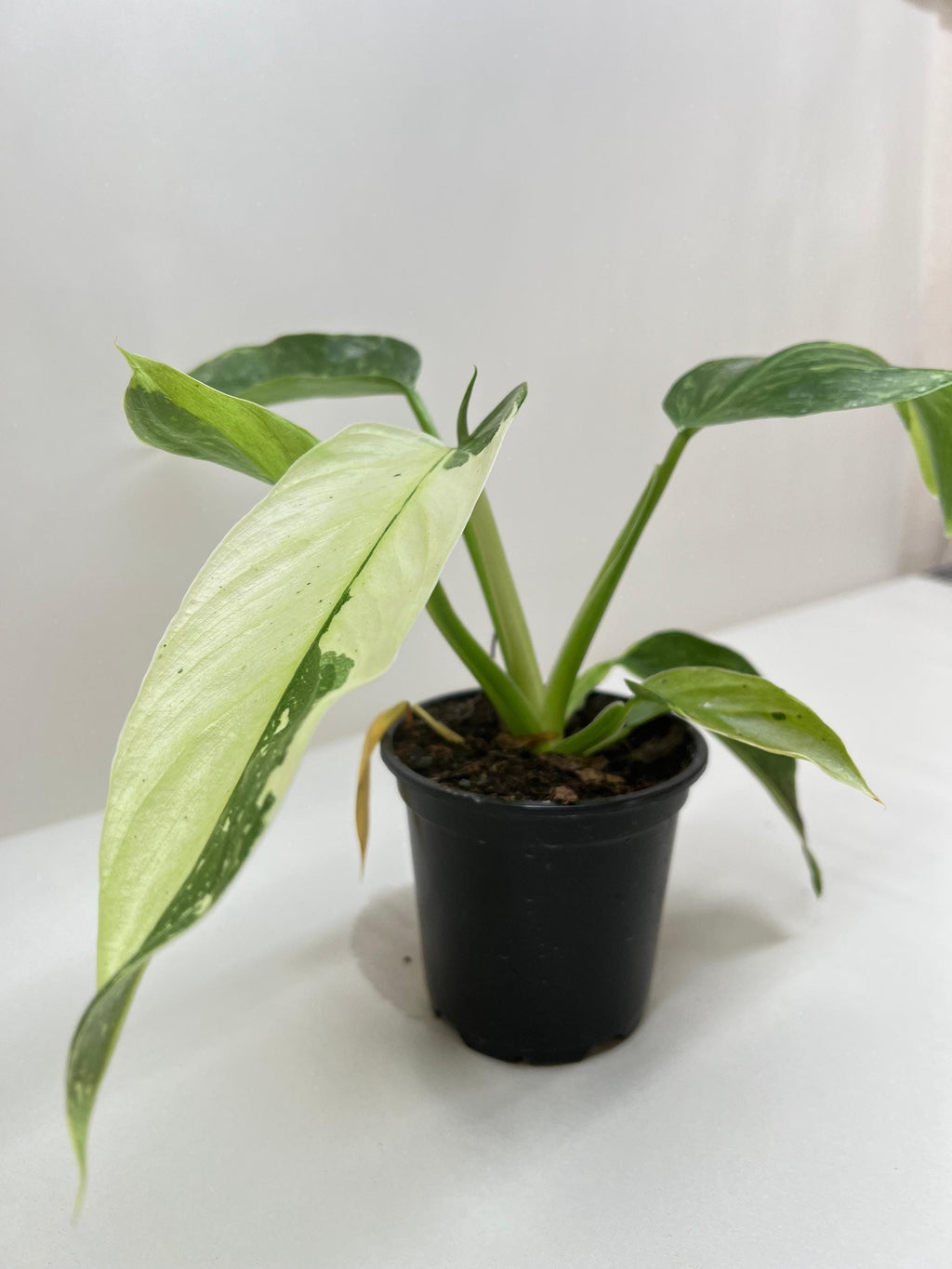 Philodendron Jose Bueno 4" Plant 4" Pot Austin Jungle Co.