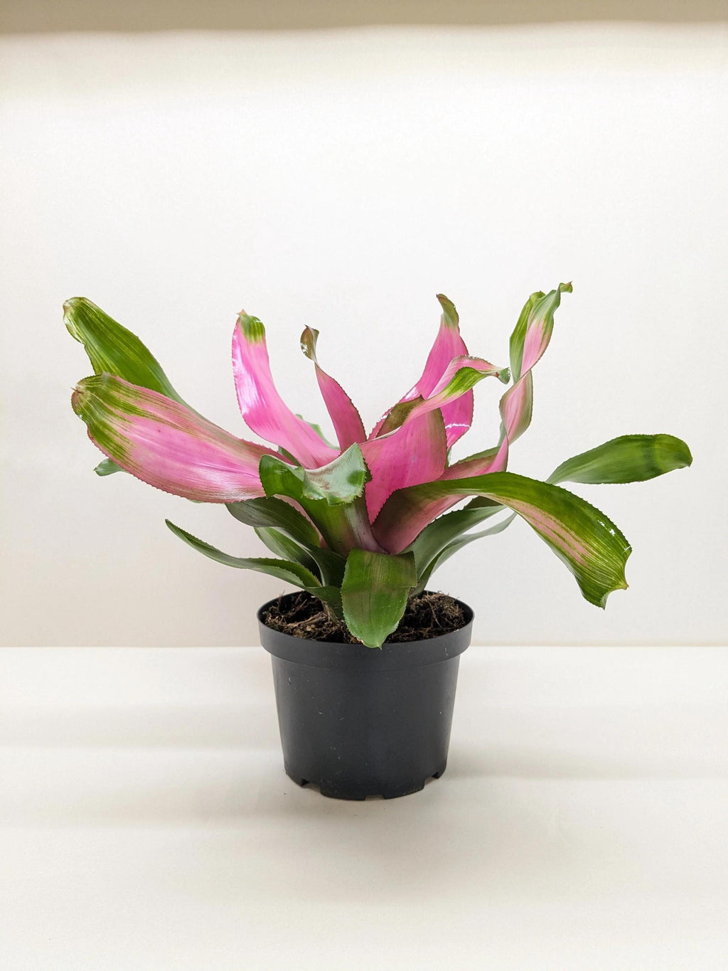 Bromeliad 'Donna' 6" Pot Austin Jungle Co.