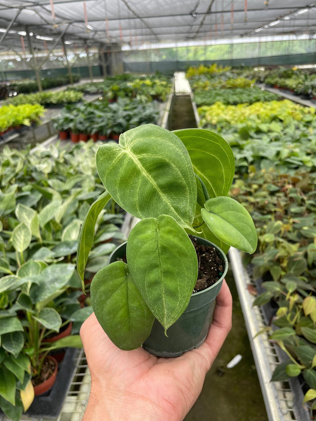 Syngonium 'Ice Frost' Indoor Plants 4" Pot Austin Jungle Co.