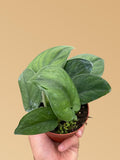 Pothos Jade Satin 4" Pot Austin Jungle Co.