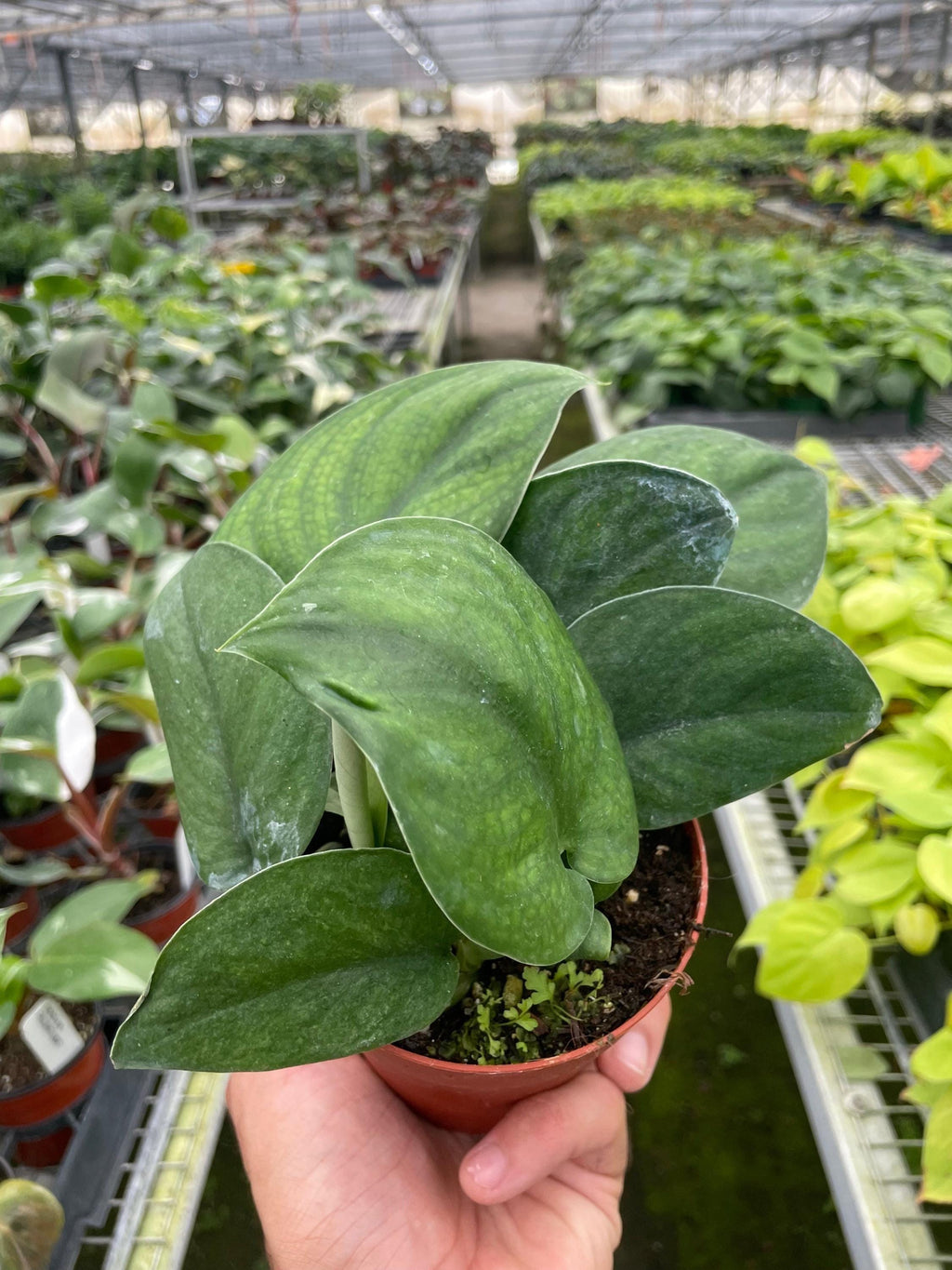 Pothos Jade Satin 4" Pot Austin Jungle Co.