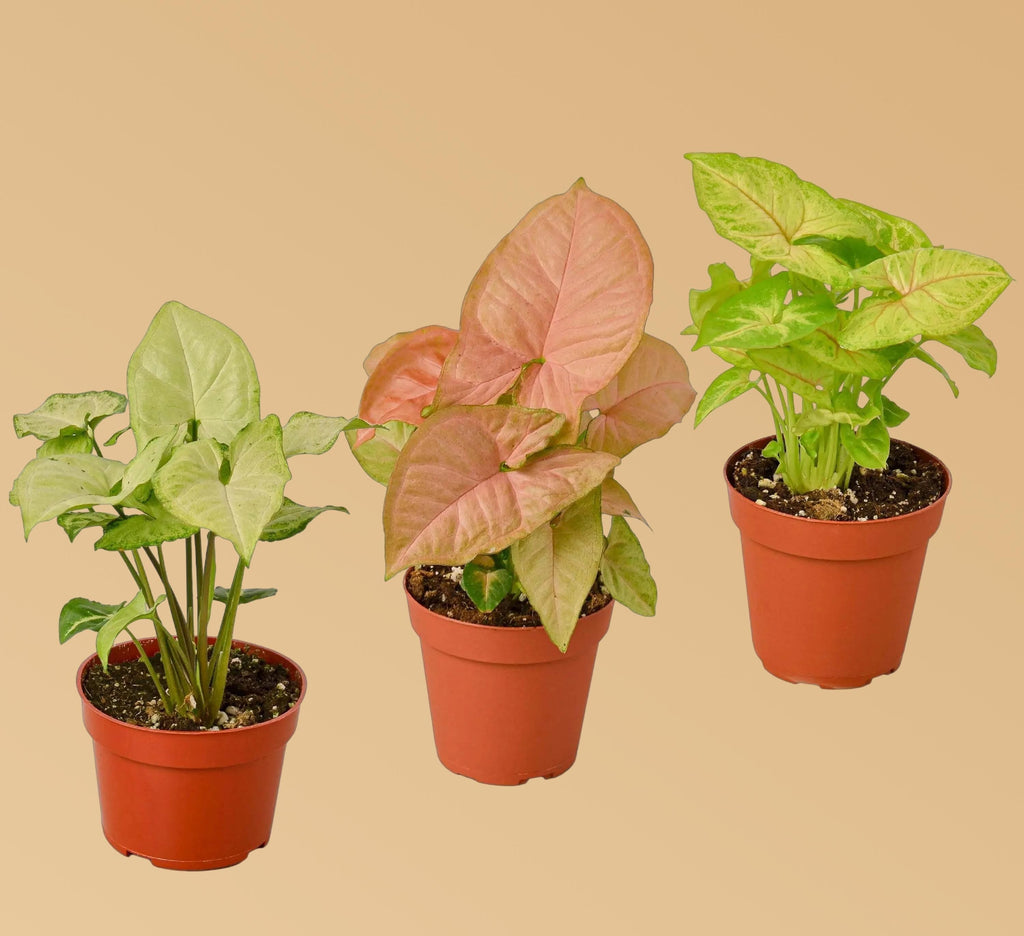 3 Different Syngonium Plants - Arrowhead Plants / 4" Pot 4" Plant (3pk/$2) ($13 Ship/47oz) 4" Pot Austin Jungle Co.
