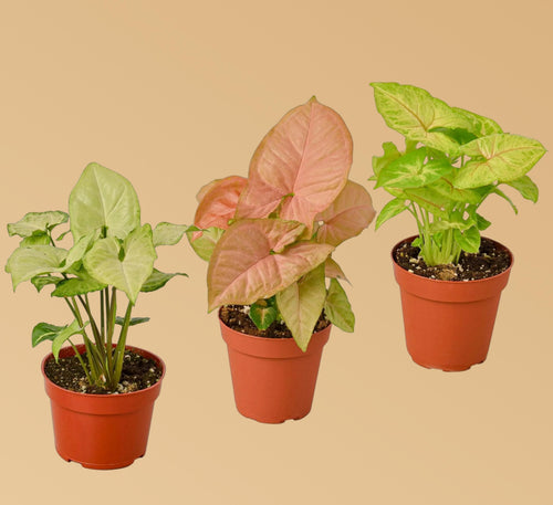 3 Different Syngonium Plants - Arrowhead Plants / 4" Pot 4" Plant (3pk/$2) ($13 Ship/47oz) 4" Pot Austin Jungle Co.