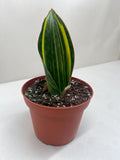 Variegated Shark Fin Snake Plant 4" Pot Austin Jungle Co.