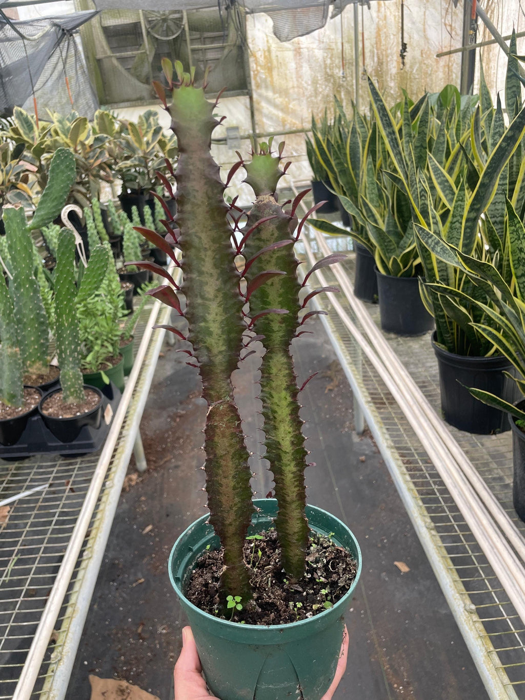 Succulent Euphorbia 'Trigona Rubra' Succulent 2" Pot Austin Jungle Co.
