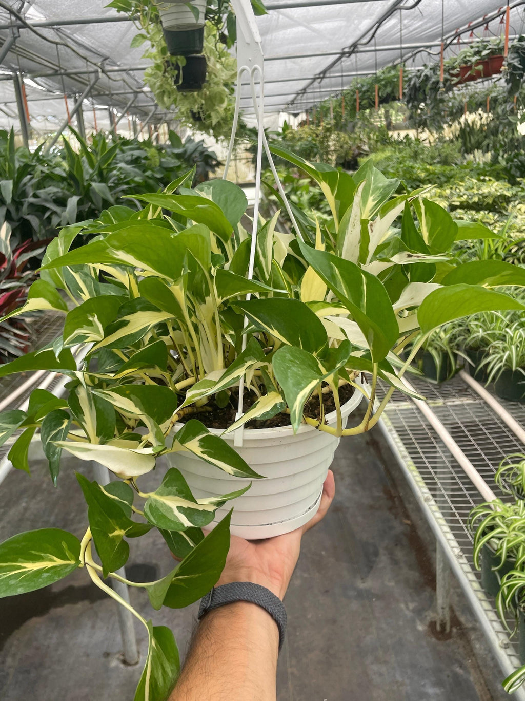 Pothos 'Mutant Manjula' 3" Pot Austin Jungle Co.