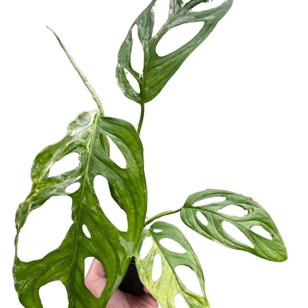 Monstera Adansonii 'Swiss Cheese Variegated'