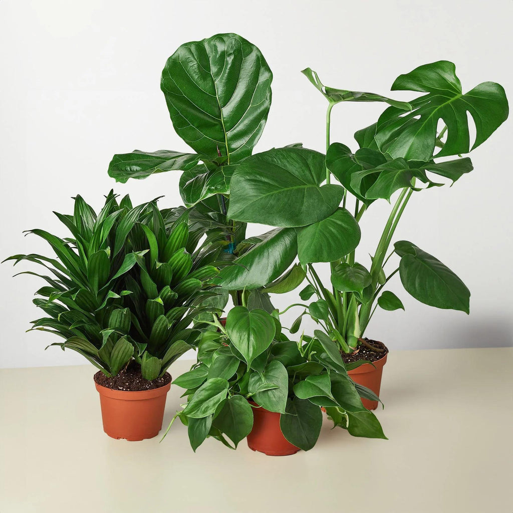 Best Selling Bundle Bundle 3" Bundle Austin Jungle Co.