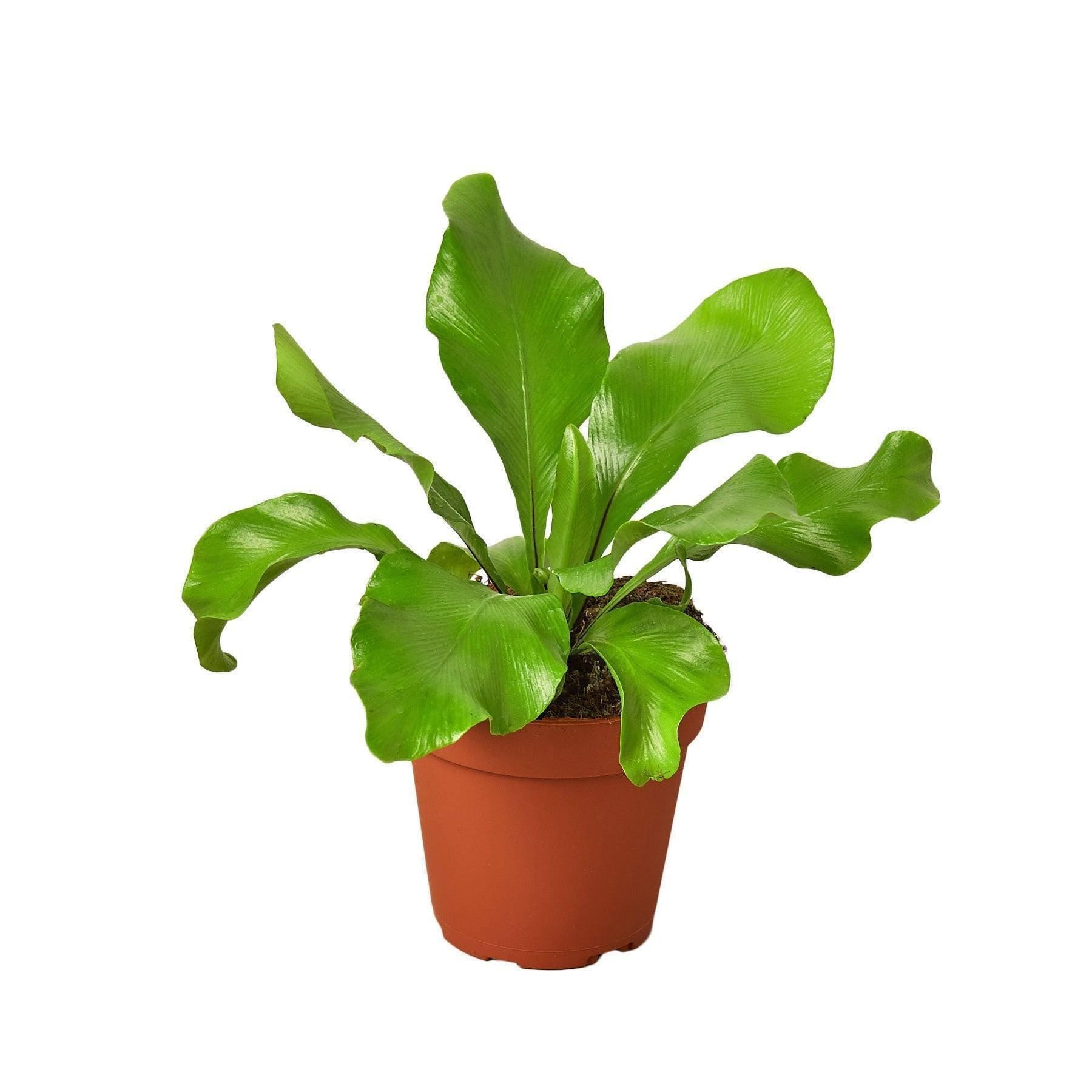 Bird's Nest 'Nidus' Fern Indoor Plants 4" Pot Austin Jungle Co.