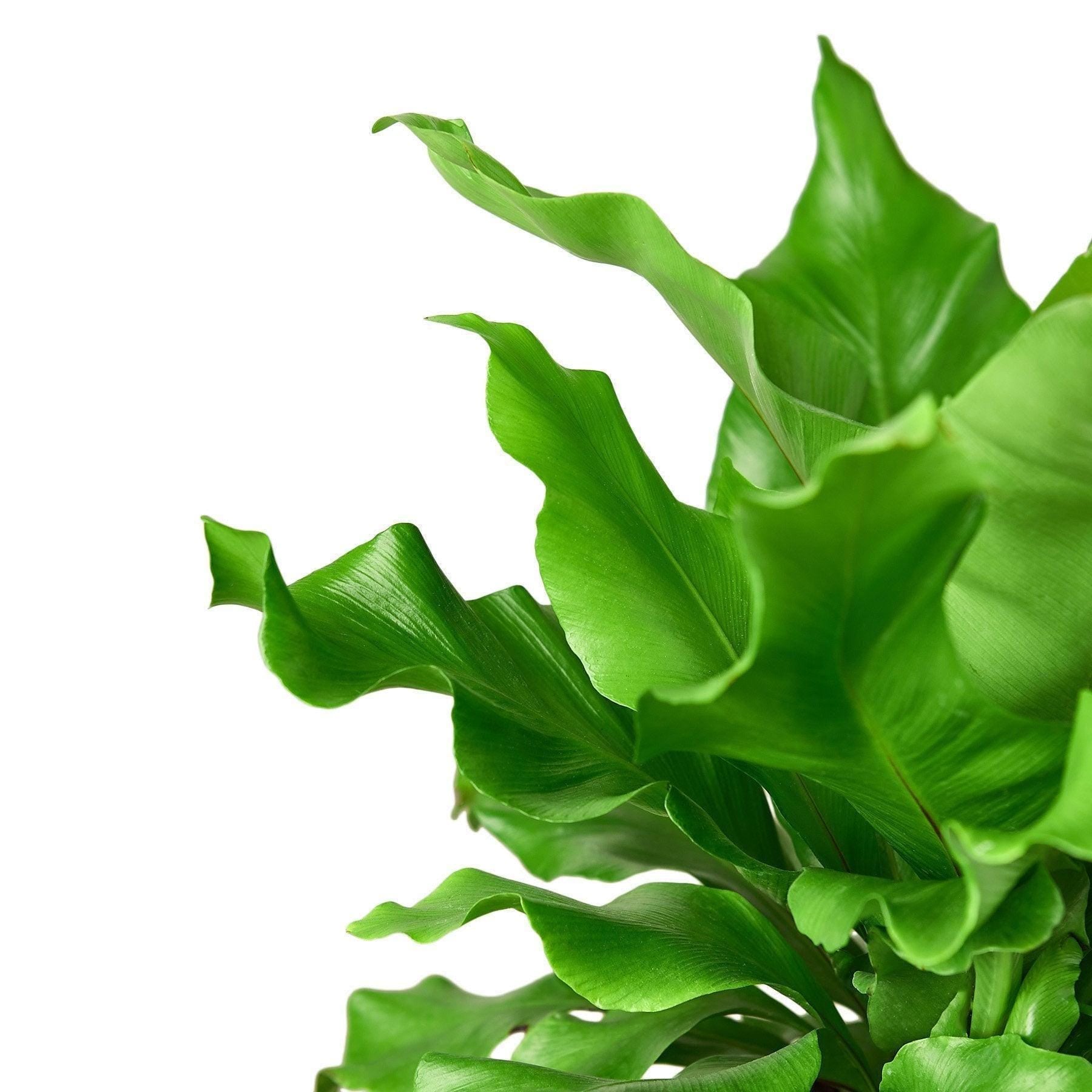 Bird's Nest 'Nidus' Fern Indoor Plants 4" Pot Austin Jungle Co.