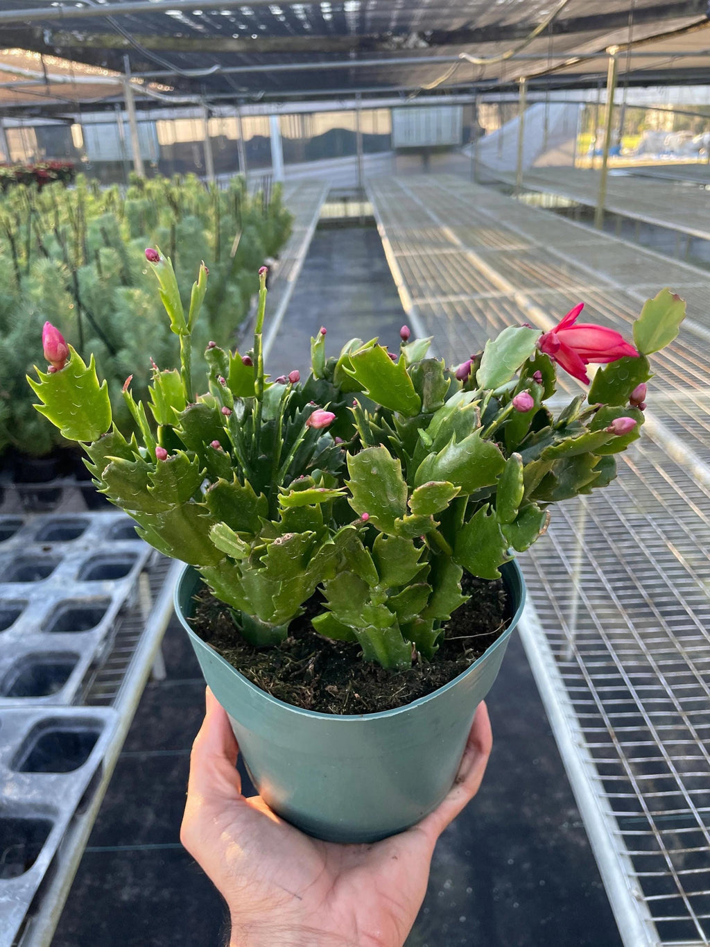 Zygocactus 'Christmas Cactus' 4" Pot / Red Austin Jungle Co.
