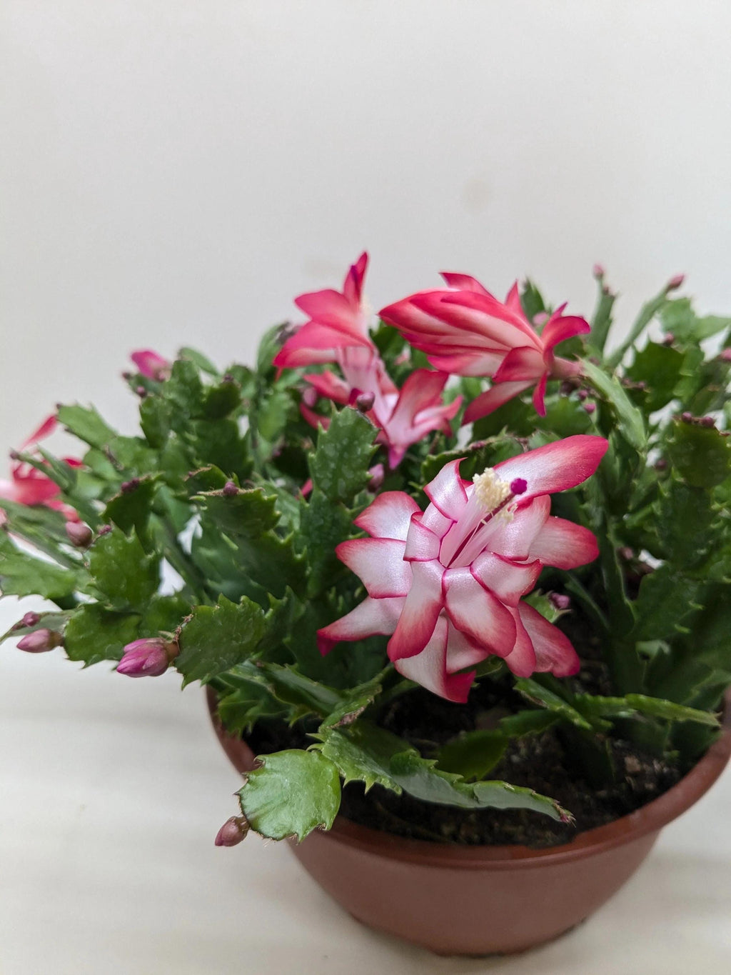 Zygocactus 'Christmas Cactus' 4" Pot / Red Austin Jungle Co.