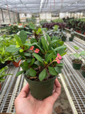 Crown of Thorns 6" Plant (2pk/$4.5) ($15 Ship/63oz) 4" Pot / Pink Austin Jungle Co.