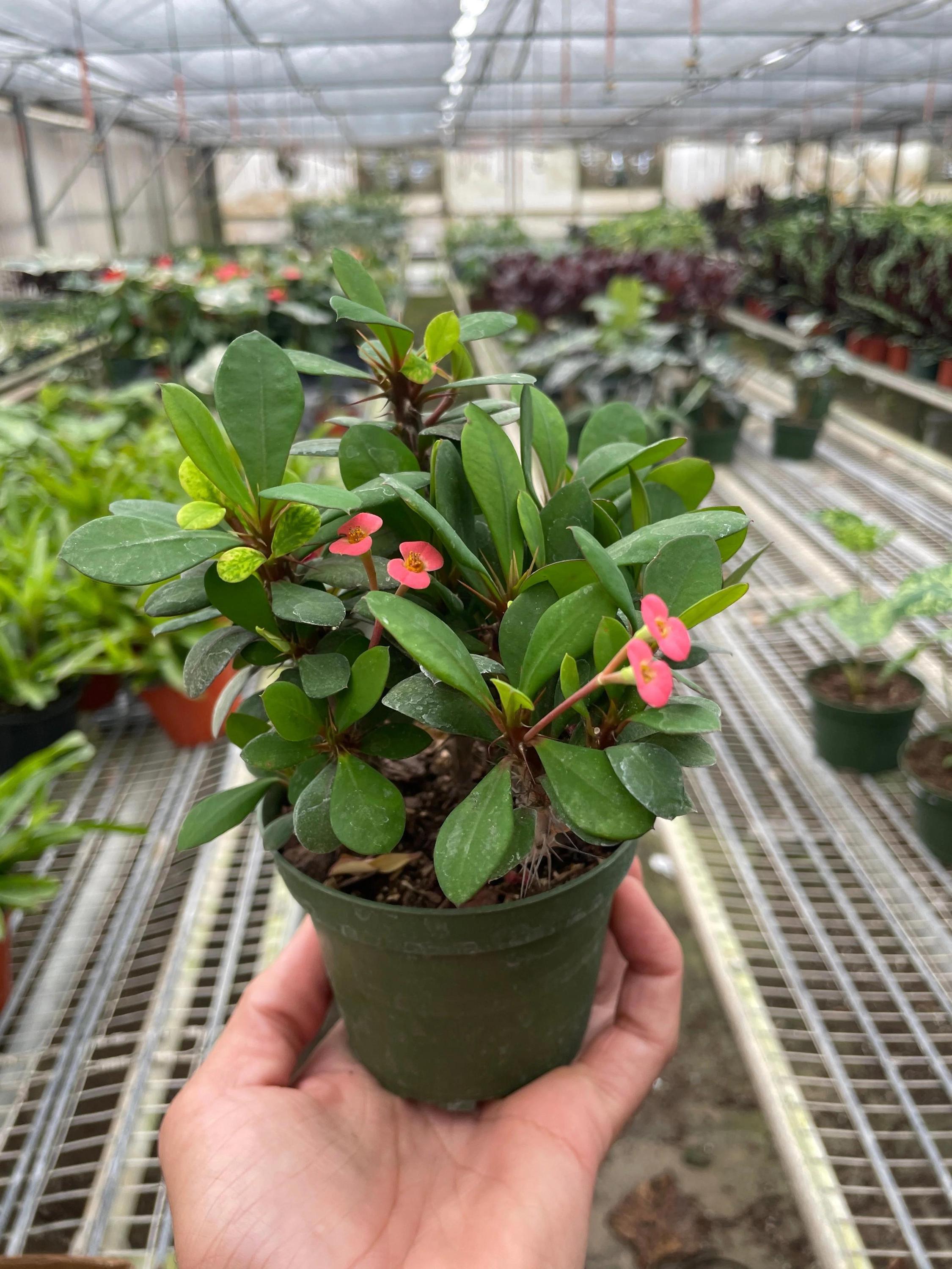 Crown of Thorns 6" Plant (2pk/$4.5) ($15 Ship/63oz) 4" Pot / Pink Austin Jungle Co.