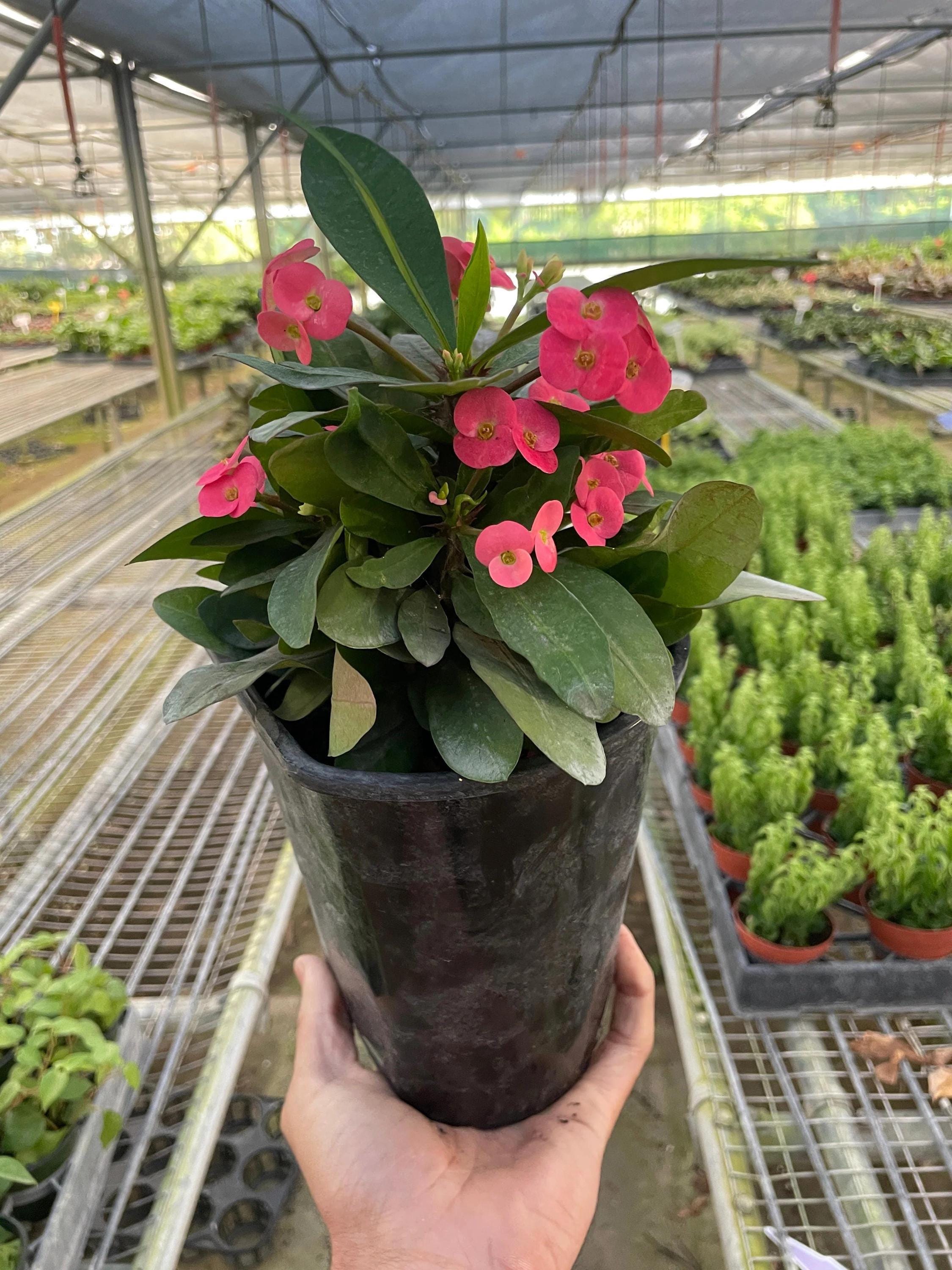 Crown of Thorns 6" Plant (2pk/$4.5) ($15 Ship/63oz) 4" Pot / Pink Austin Jungle Co.