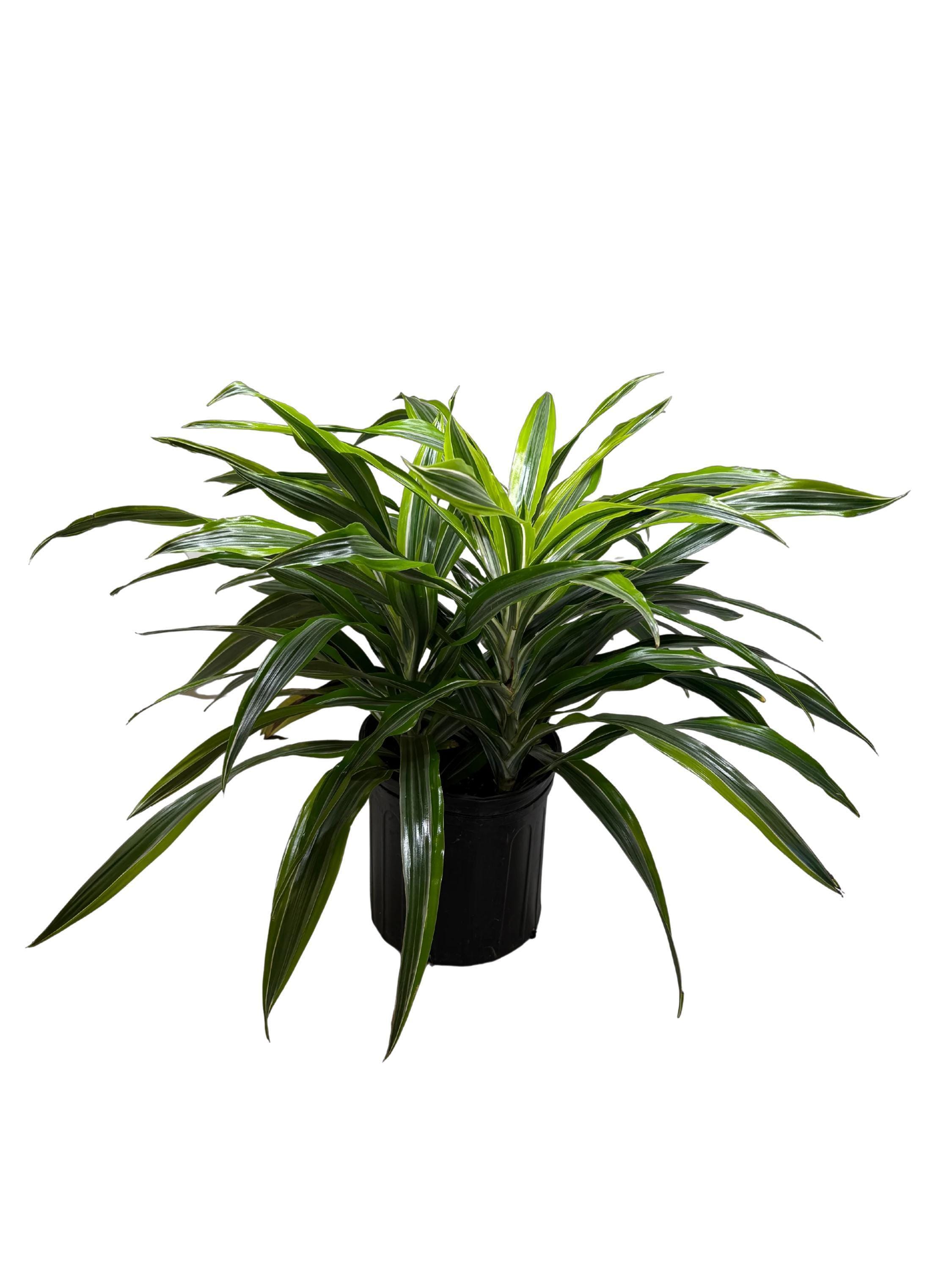 Dracaena 'Lemon Lime' Indoor Plants 4" Pot Austin Jungle Co.