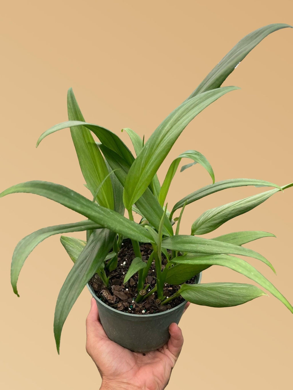 Pothos 'Silver Streak' 6" Pot Austin Jungle Co.