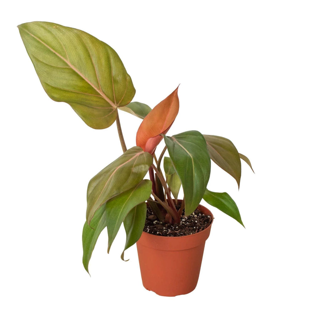 Philodendron 'Summer Glory' Indoor Plants 2" Pot Austin Jungle Co.