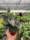 Syngonium 'Red Arrow' Indoor Plants 4" Pot Austin Jungle Co.