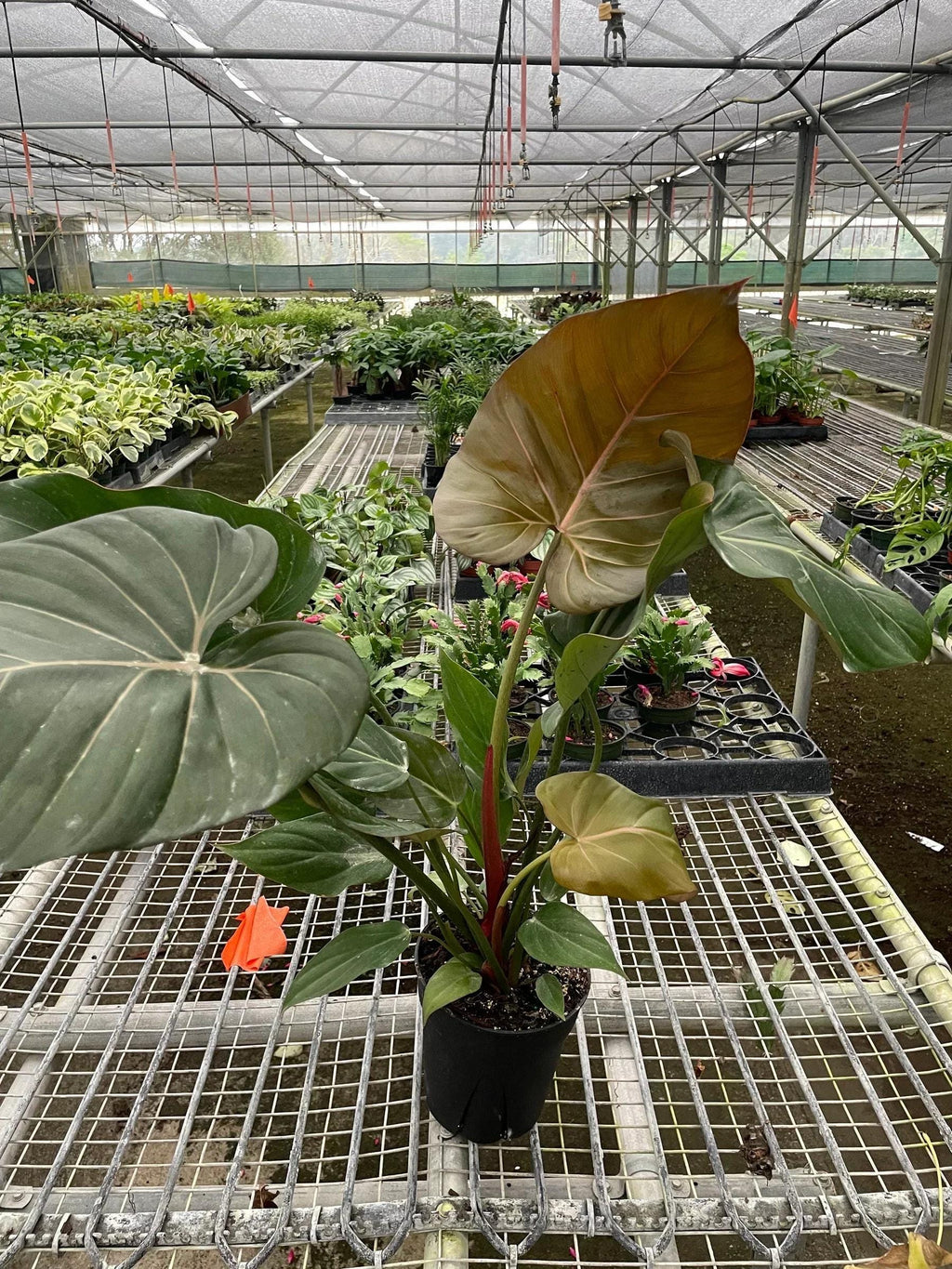 Philodendron 'Summer Glory' Indoor Plants 2" Pot Austin Jungle Co.