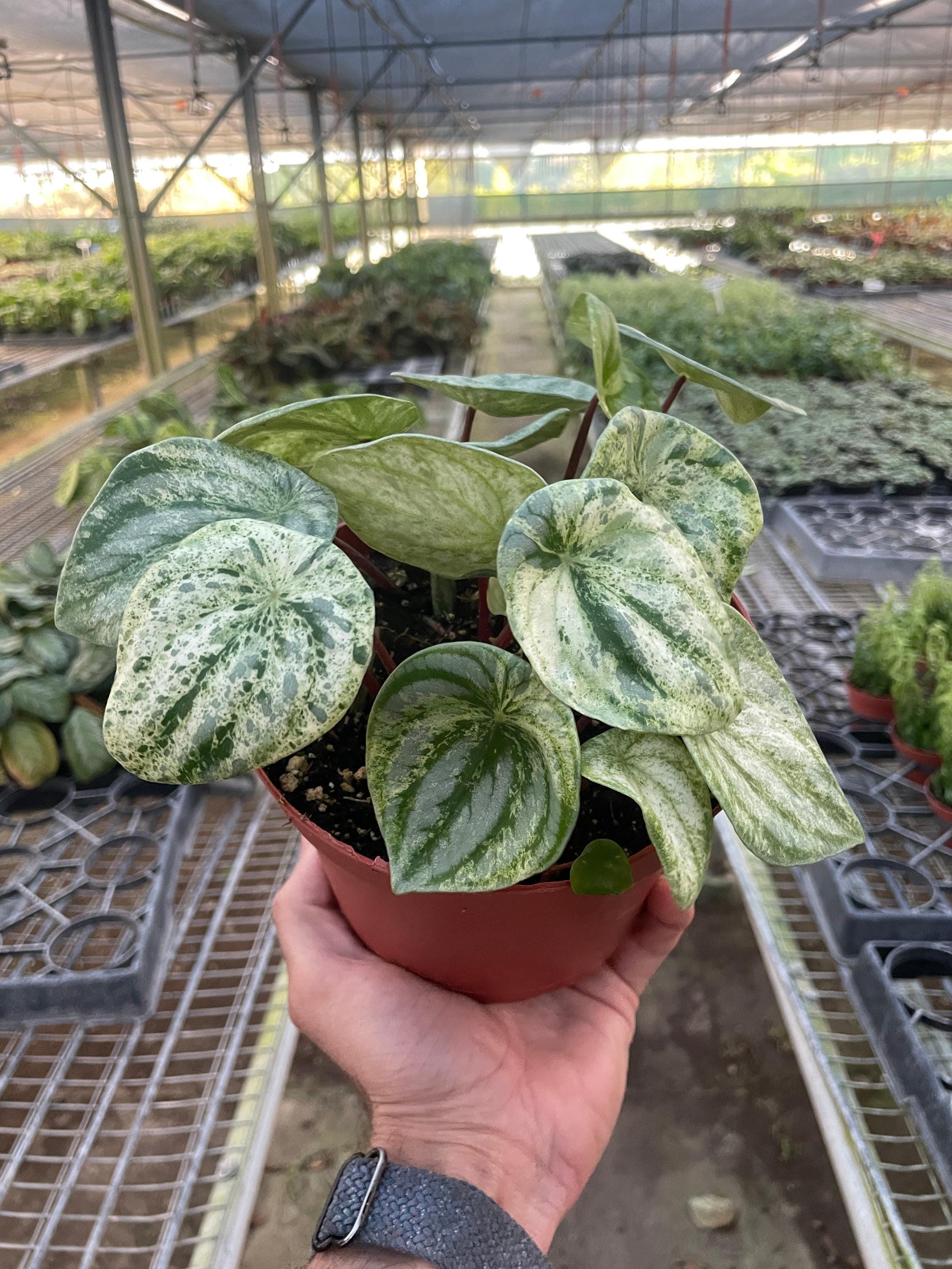 Peperomia 'Watermelon Variegated' Indoor Plants 4" Pot Austin Jungle Co.