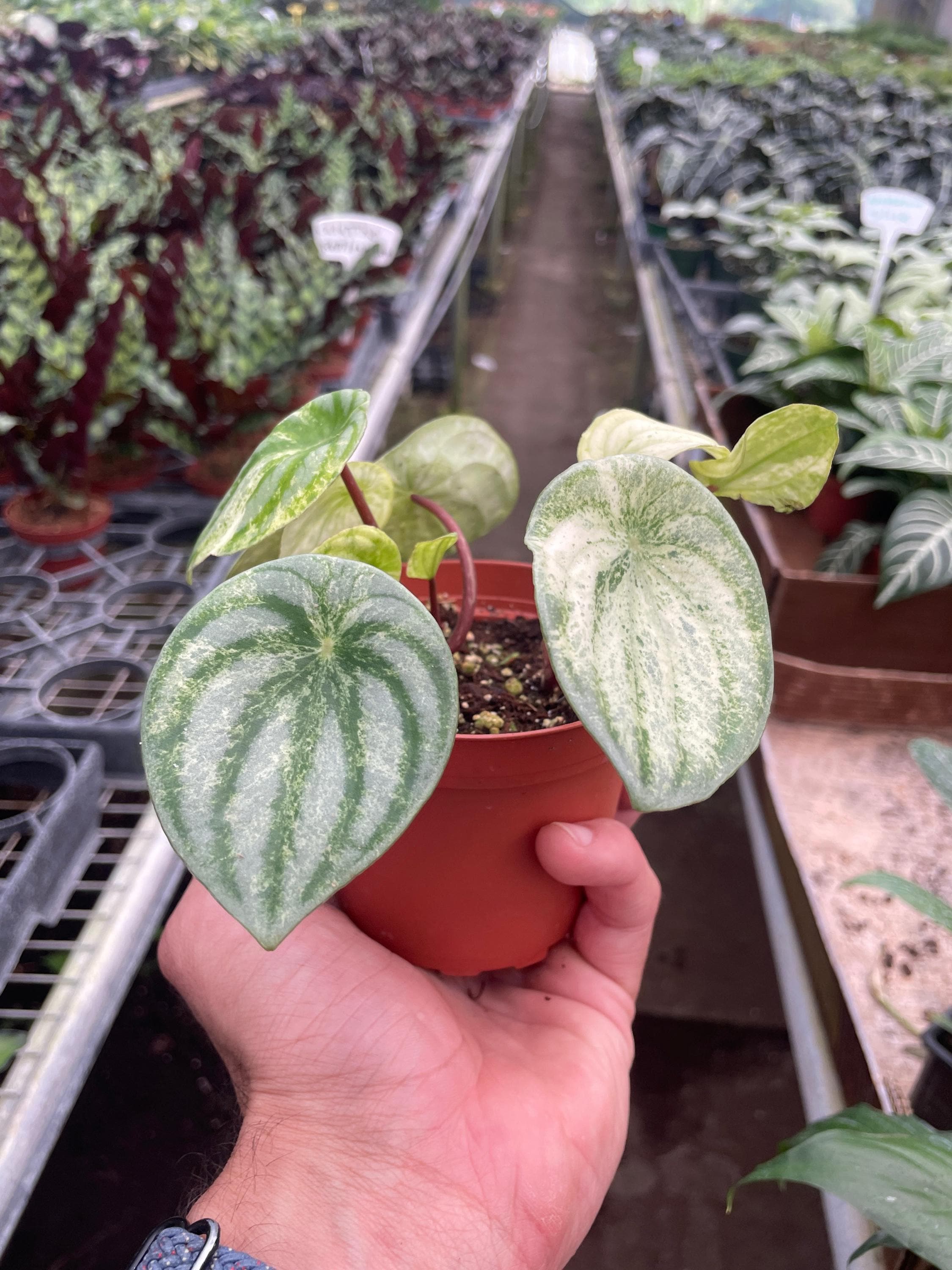 Peperomia 'Watermelon Variegated' Indoor Plants 4" Pot Austin Jungle Co.