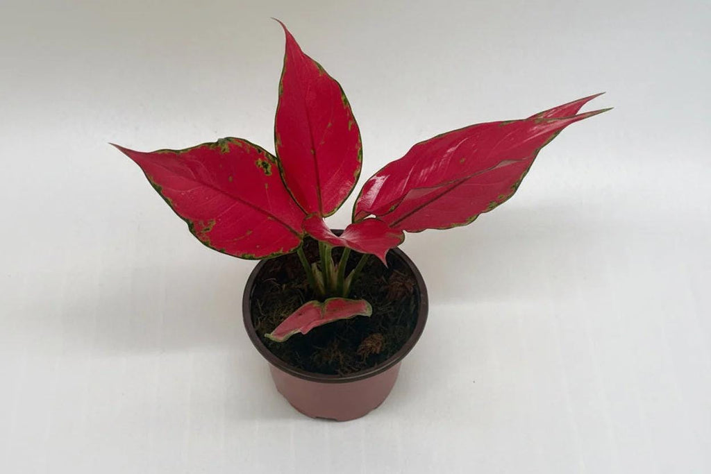Chinese Evergreen 'Ruby Garuda' 4" Plant 4" Pot Austin Jungle Co.