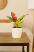 Philodendron 'Sun Red' 4" Pot Austin Jungle Co.