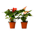 2 Anthurium Variety Pack - 4" Pots 4" Plant (2pk/$3.5) ($10 Ship/31oz) 4" Pot Austin Jungle Co.