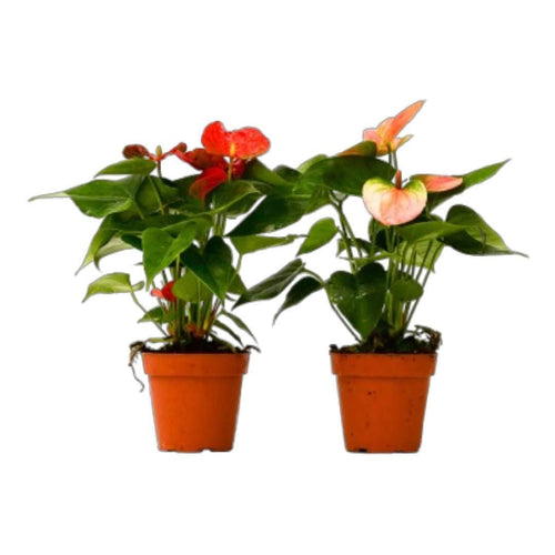 2 Anthurium Variety Pack - 4" Pots 4" Plant (2pk/$3.5) ($10 Ship/31oz) 4" Pot Austin Jungle Co.