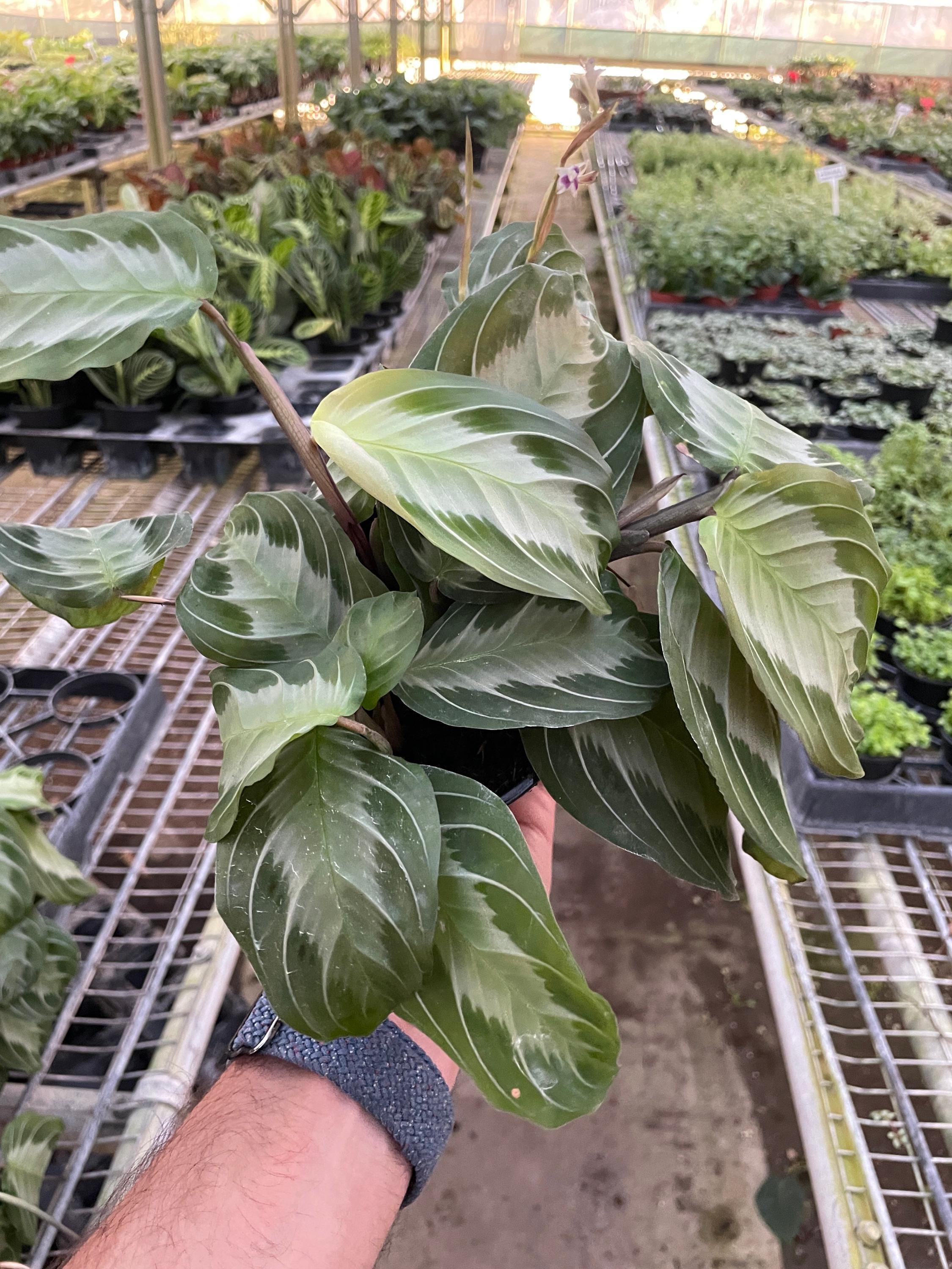 Maranta 'Silver Band' Default 4" Pot Austin Jungle Co.