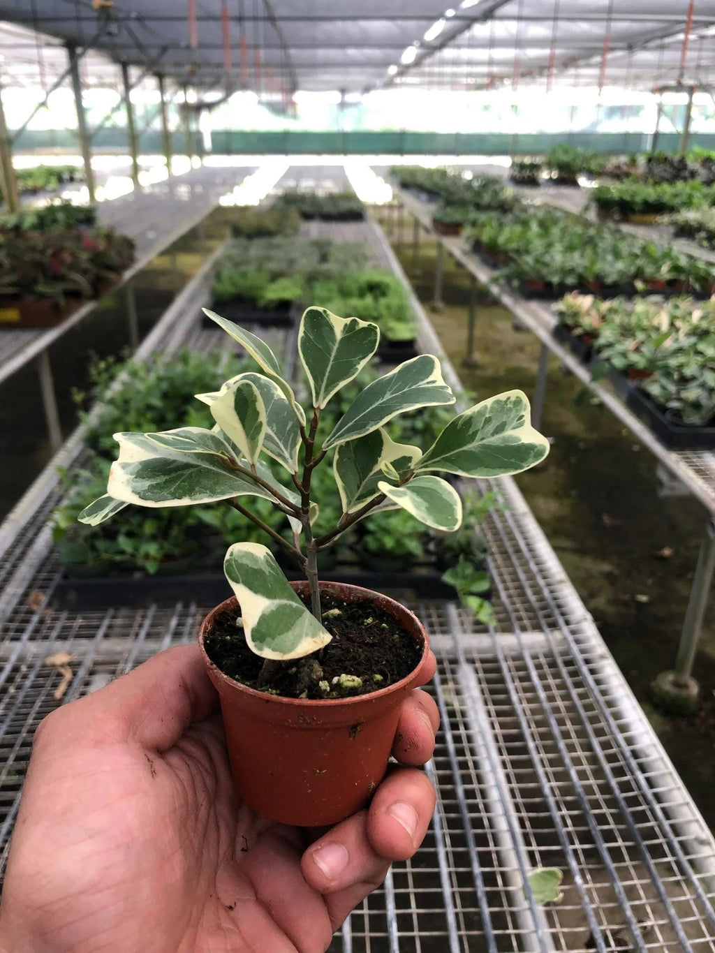 Ficus Elastica 'Triangularis' Variegated Indoor Plants 3' Pot Austin Jungle Co.