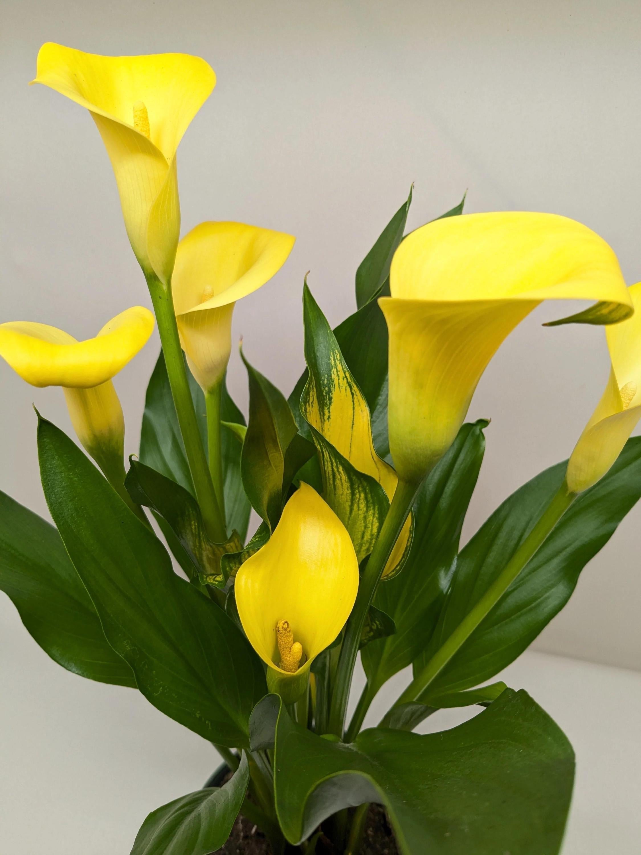 Calla Lily 6" Plant (2pk/$4.5) ($15 Ship/63oz) 4" Pot / Pink Austin Jungle Co.