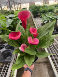 Calla Lily 6" Plant (2pk/$4.5) ($15 Ship/63oz) 4" Pot / Pink Austin Jungle Co.