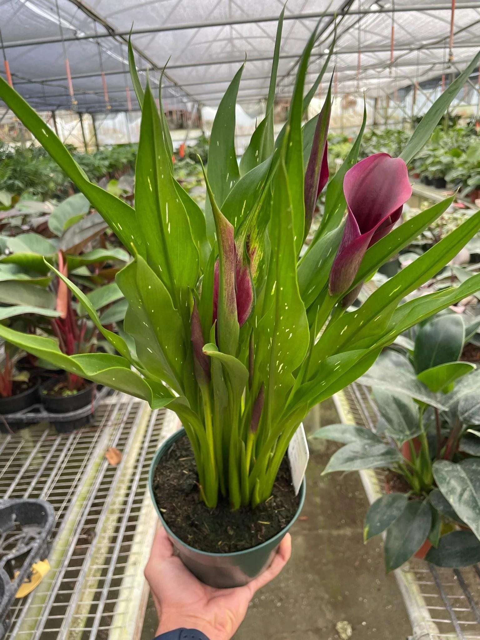 Calla Lily 6" Plant (2pk/$4.5) ($15 Ship/63oz) 4" Pot / Pink Austin Jungle Co.