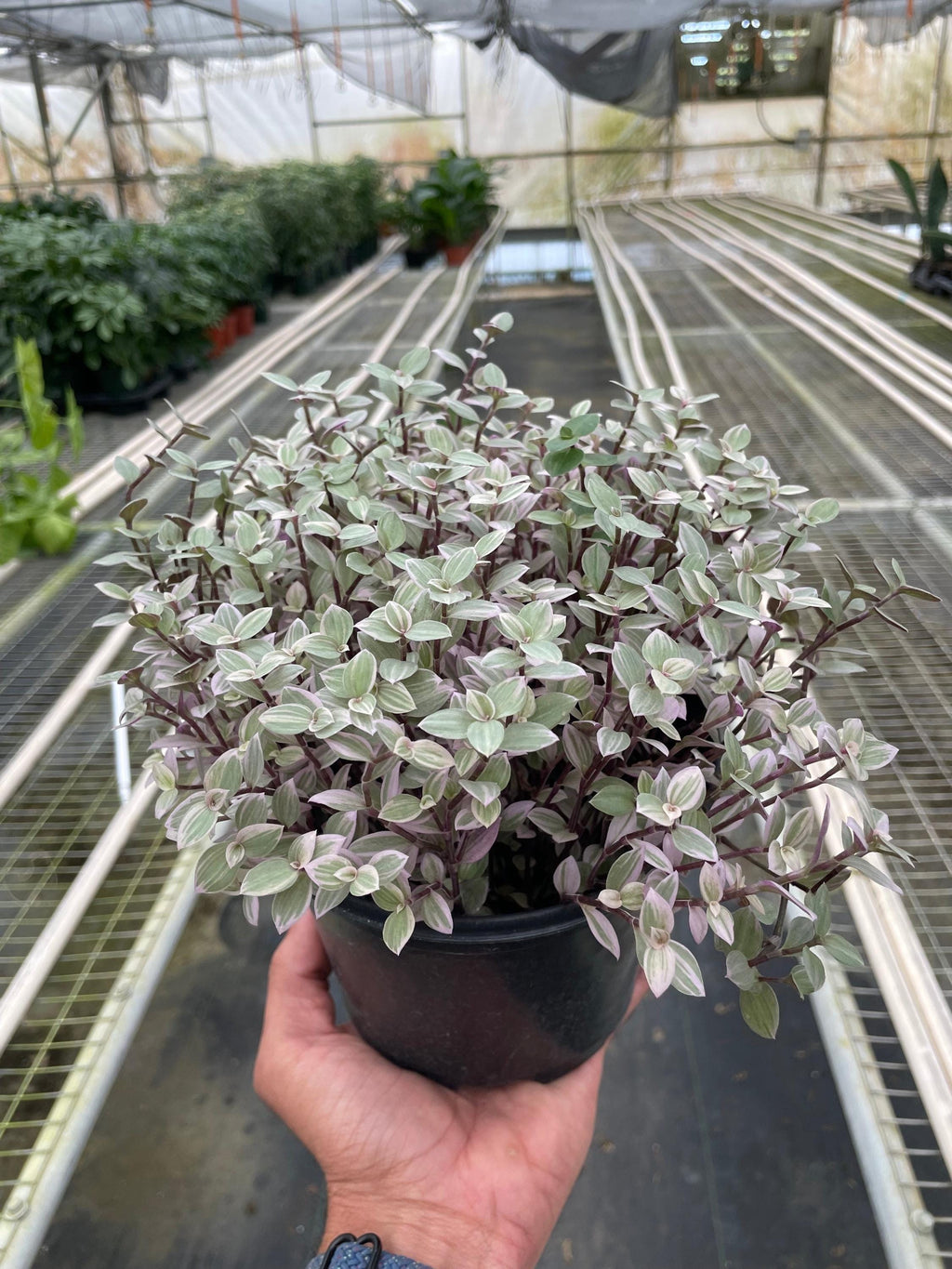 Tradescantia Callisia 'Pink Panther' Default 6" Pot Austin Jungle Co.