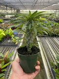 Pachypodium 'lamerei' (Madagascar Palm) Indoor Plants 4" Pot Austin Jungle Co.