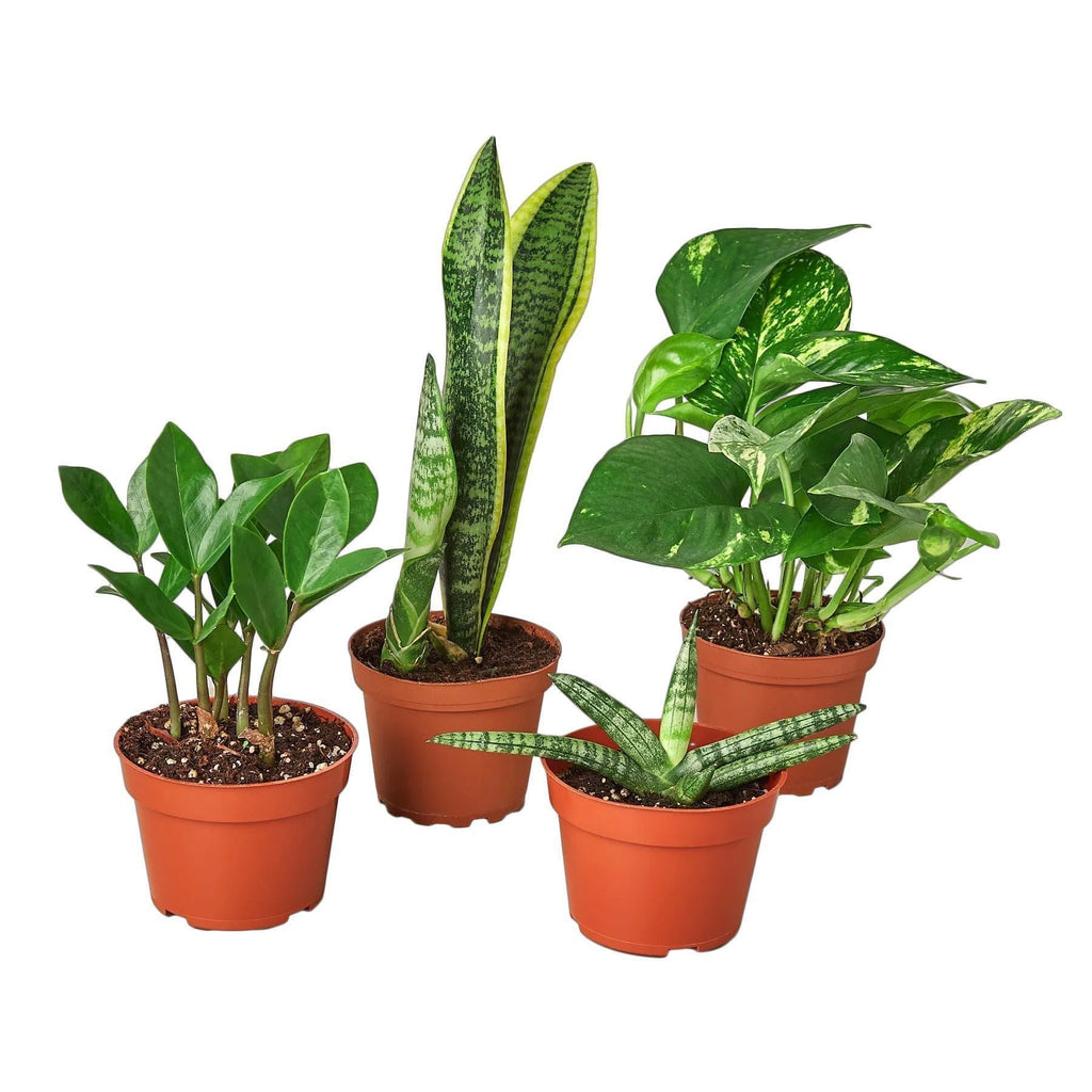 Easy Care Houseplant Bundle: Low Maintenance Indoor Plants (4 Plants) 3" Austin Jungle Co.
