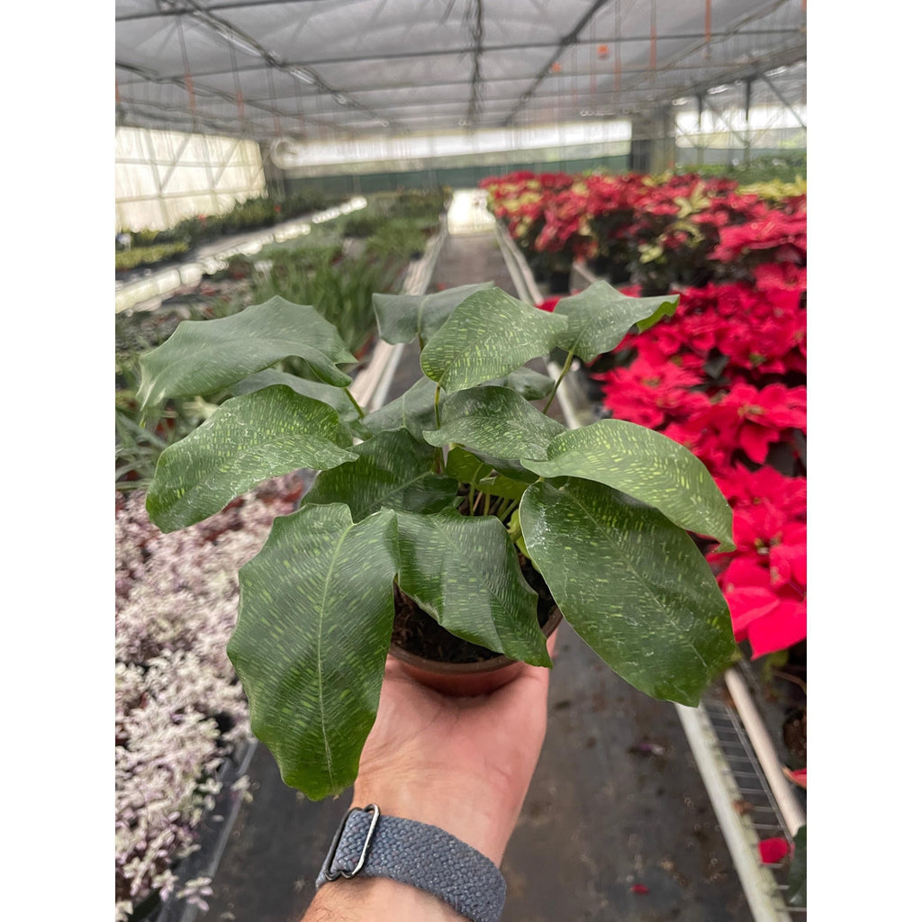 Calathea 'Musaica' 4" Plant 4" Pot Austin Jungle Co.