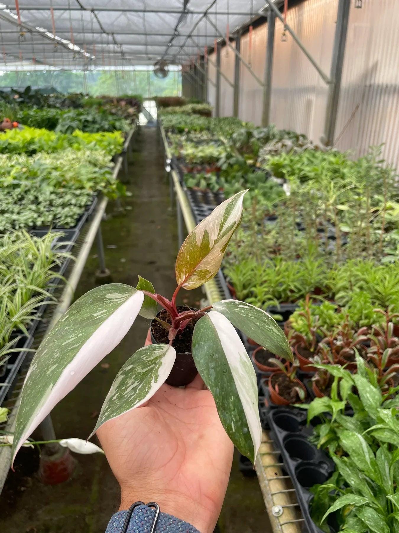Philodendron 'Pink Princess' Indoor Plants 4" Pot / Nursery Pot Austin Jungle Co.