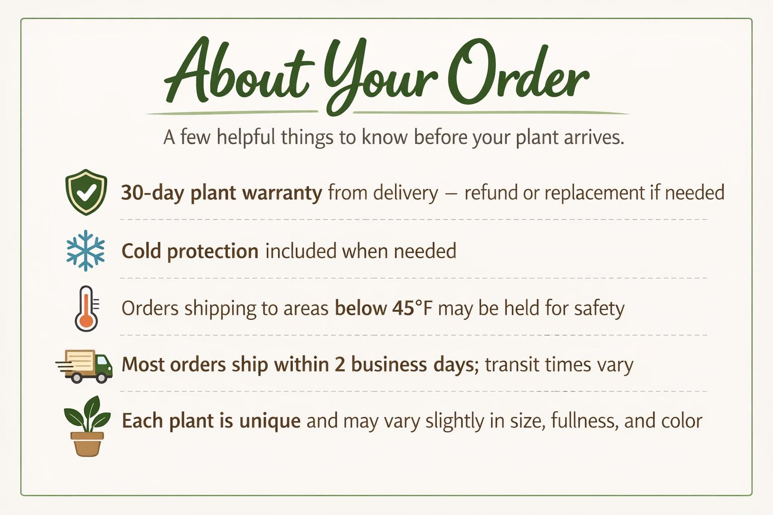 Dieffenbachia Panther Indoor Plants 6" Pot Austin Jungle Co.